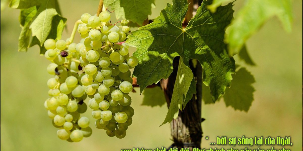 Chief of Sinners Though I Be