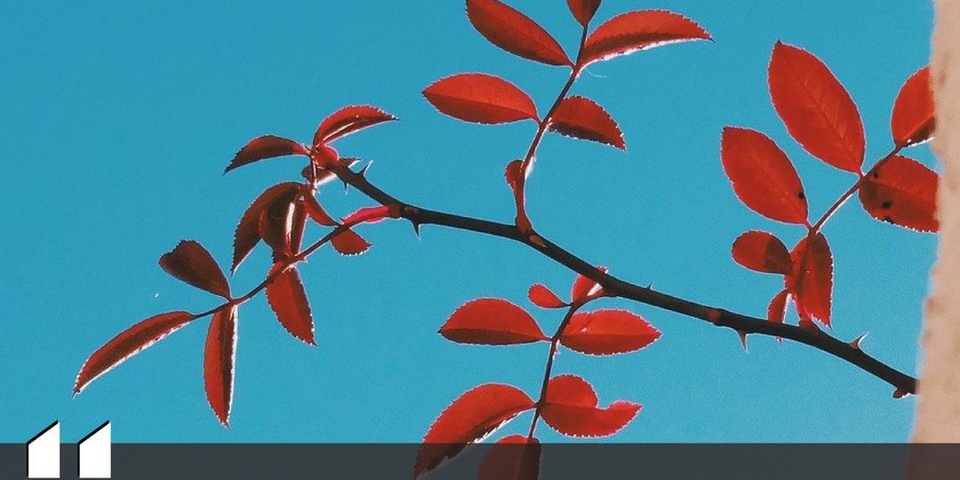 155324078_1843503635832103_8474241280089205561_o